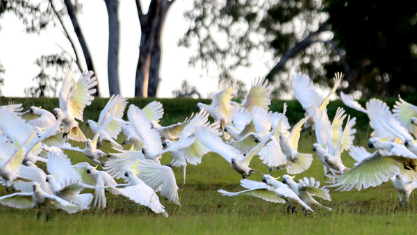 cockatoo food