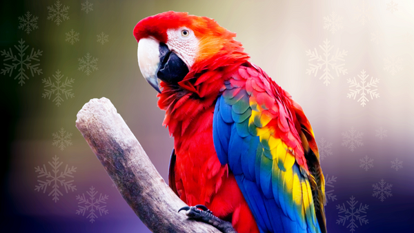 winter bird care