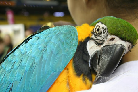 Объятия могут вызвать гормональное поведение у попугаев