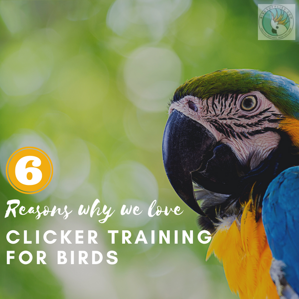 clicker training birds