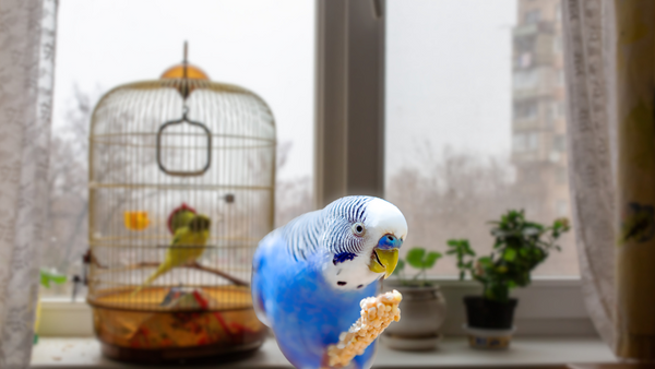 parakeets as pets