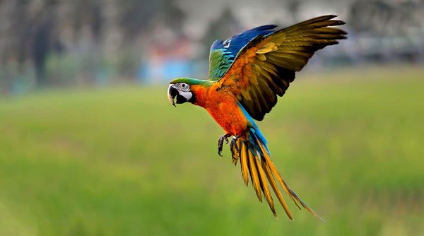 What you should know about flying parrots