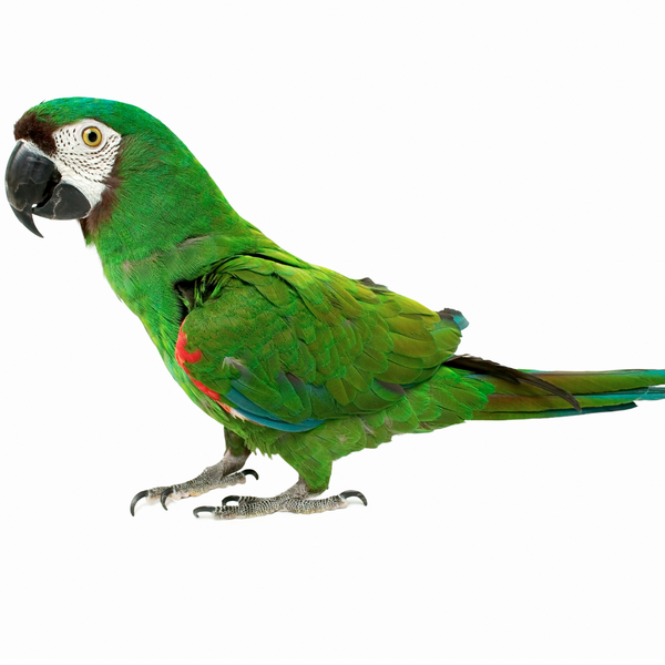 parrot foot