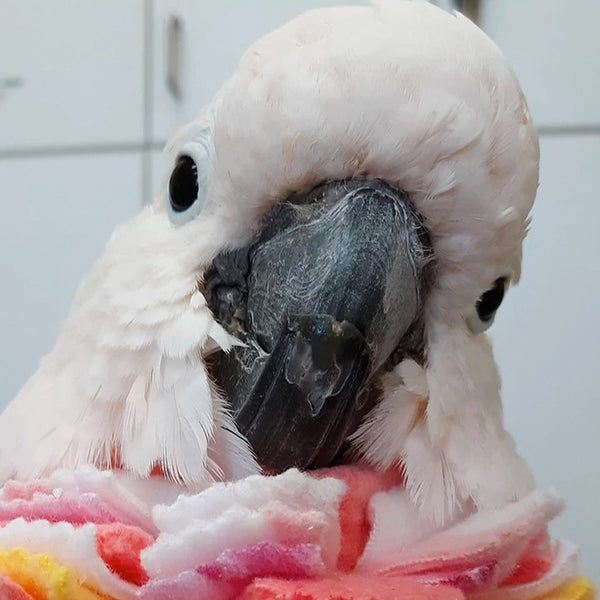 Feather Plucking In Older Birds