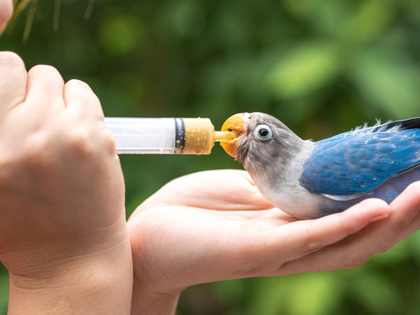 Hand-reared may cause damage to parrots