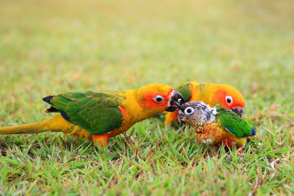 parent birds teach chicks what to eat