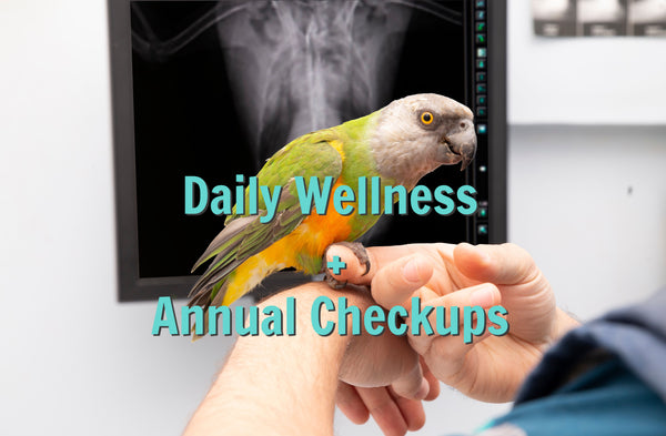 Parrot wellness care