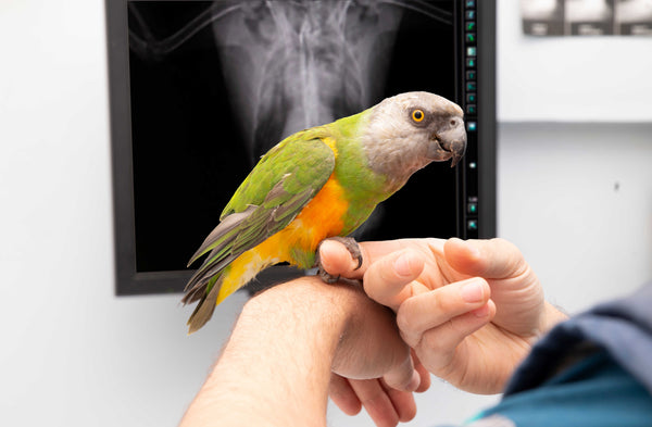 parrot x ray