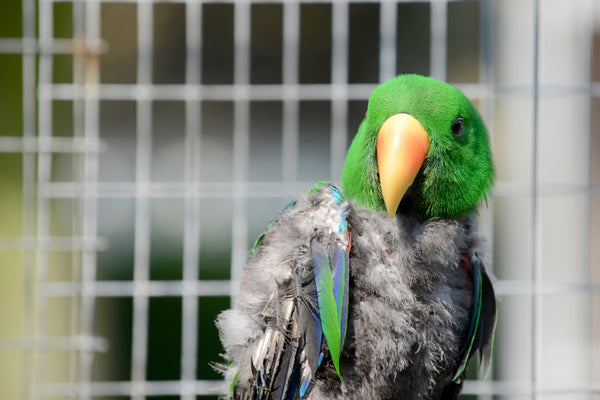 plucking bird