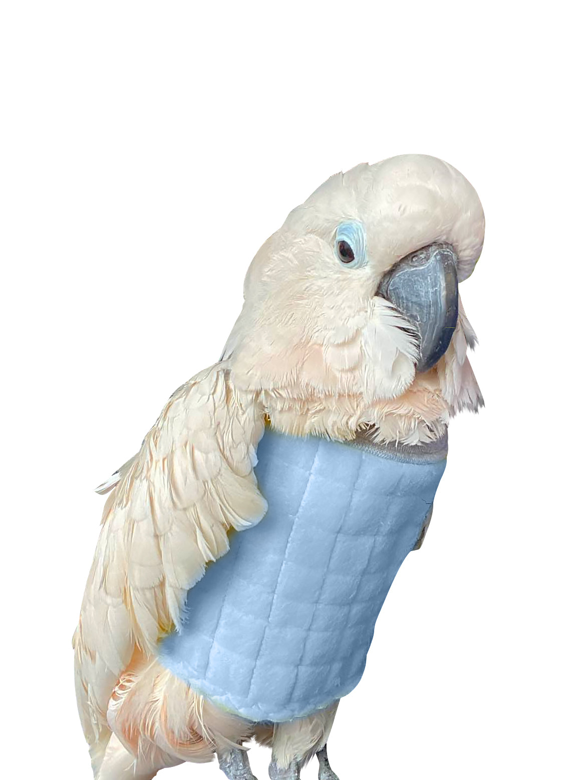 Blå bakke hende Velcro Cone Bird Plucking Collar | BirdSupplies.com