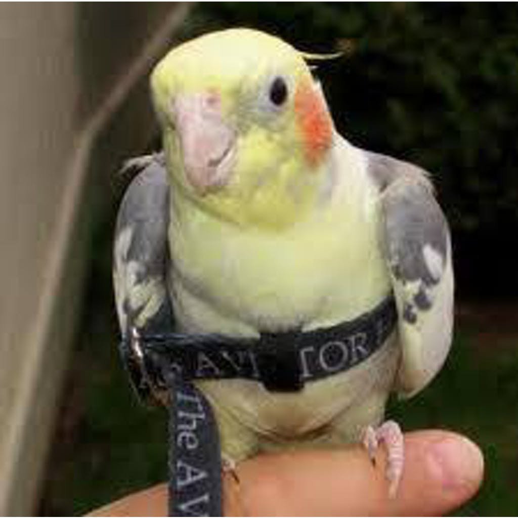 parrotlet harness and leash