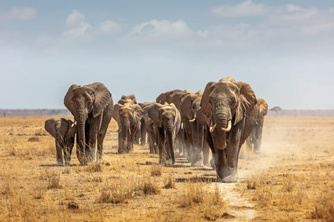 African elephants walking forward along a path in the dry lake bed of Amboseli National Park