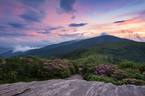 Appalachian Trail during the Spring Rhododendron bloom in the Roan Highlands. 