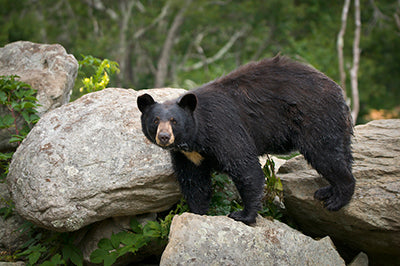 Black Bear in the Great Smoky Mountains