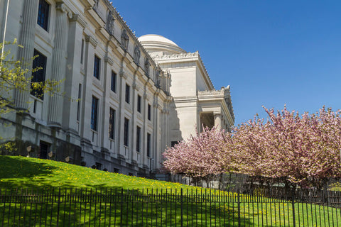 Cherry Trees in front of Brooklyn Museum