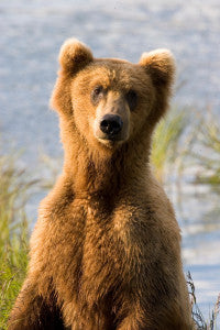 Grizzly Bear