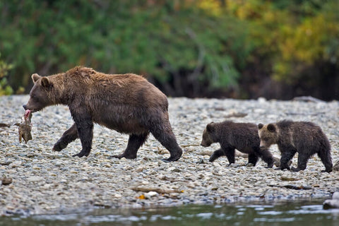 Grizzly Bear catches Salmon in Northern British Columbia, Canada