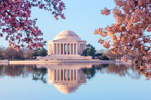 The Jefferson Memorial Among Cherry Trees, Washington DC