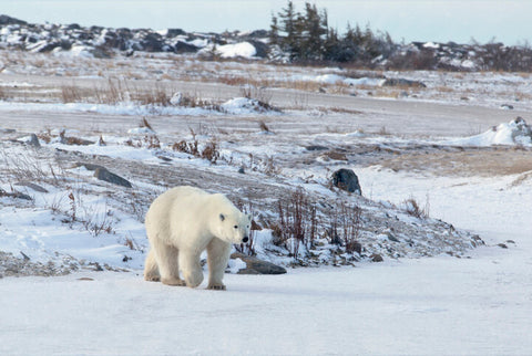 Polar bear walks across frozen pond in Churchill, Manitoba, Canad 