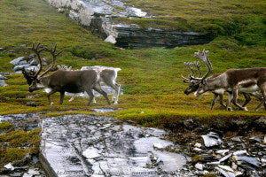 Sami Reindeer Migration