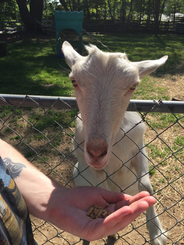 Book Barn Goat