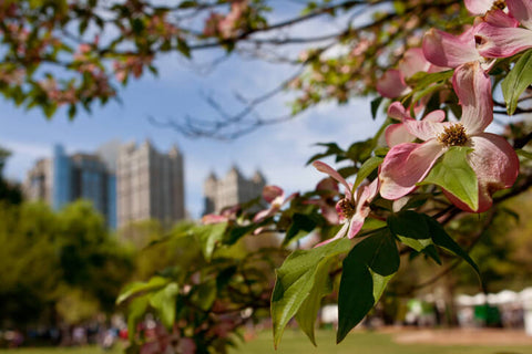 Dogwood Tree Blooms in Piedmont Park, Atlanta, GA