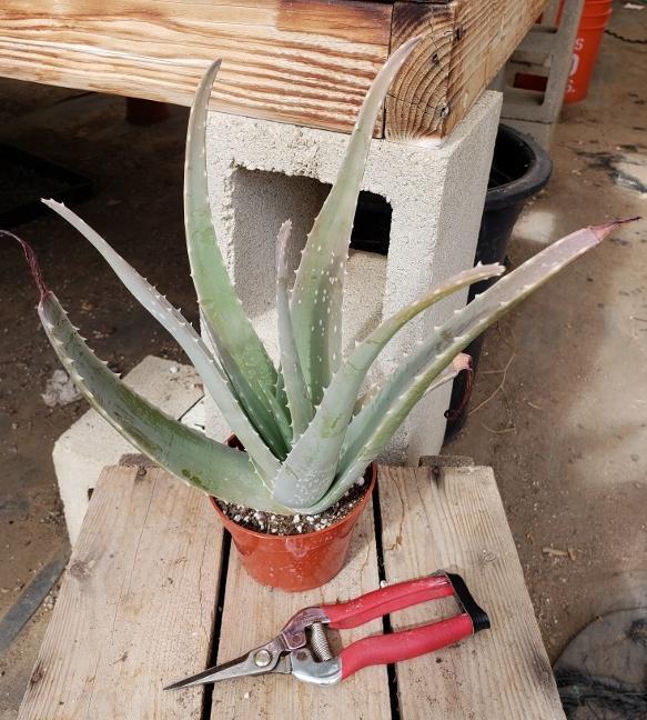 How To Grow And Trim Your Aloe Vera Plant