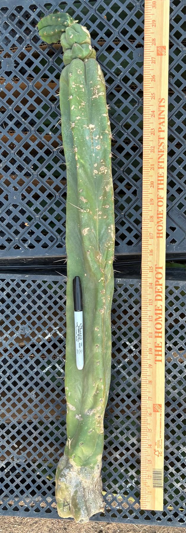 #EC02 EXACT Trichocereus Jiimz Huanucoensis Cactus CUTTING 29”