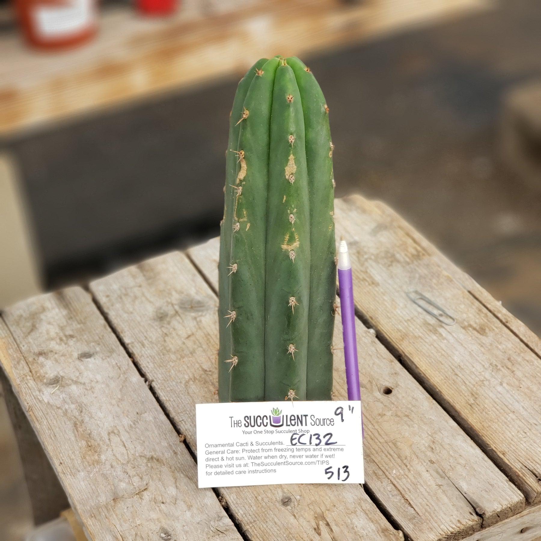 #EC132 EXACT Trichocereus Pachanoi Sohongopamba OP Landrace Cactus cuttings & potted