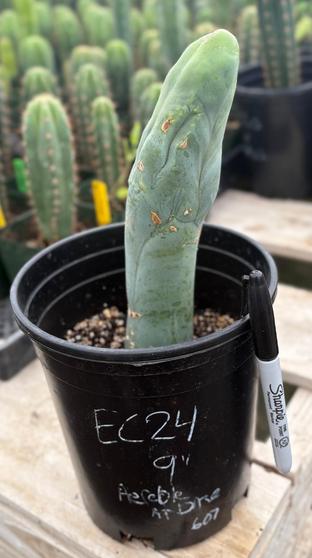 #EC24 EXACT Trichocereus Bridgesii TBM Penis monstrose Long Form Cactus 9”