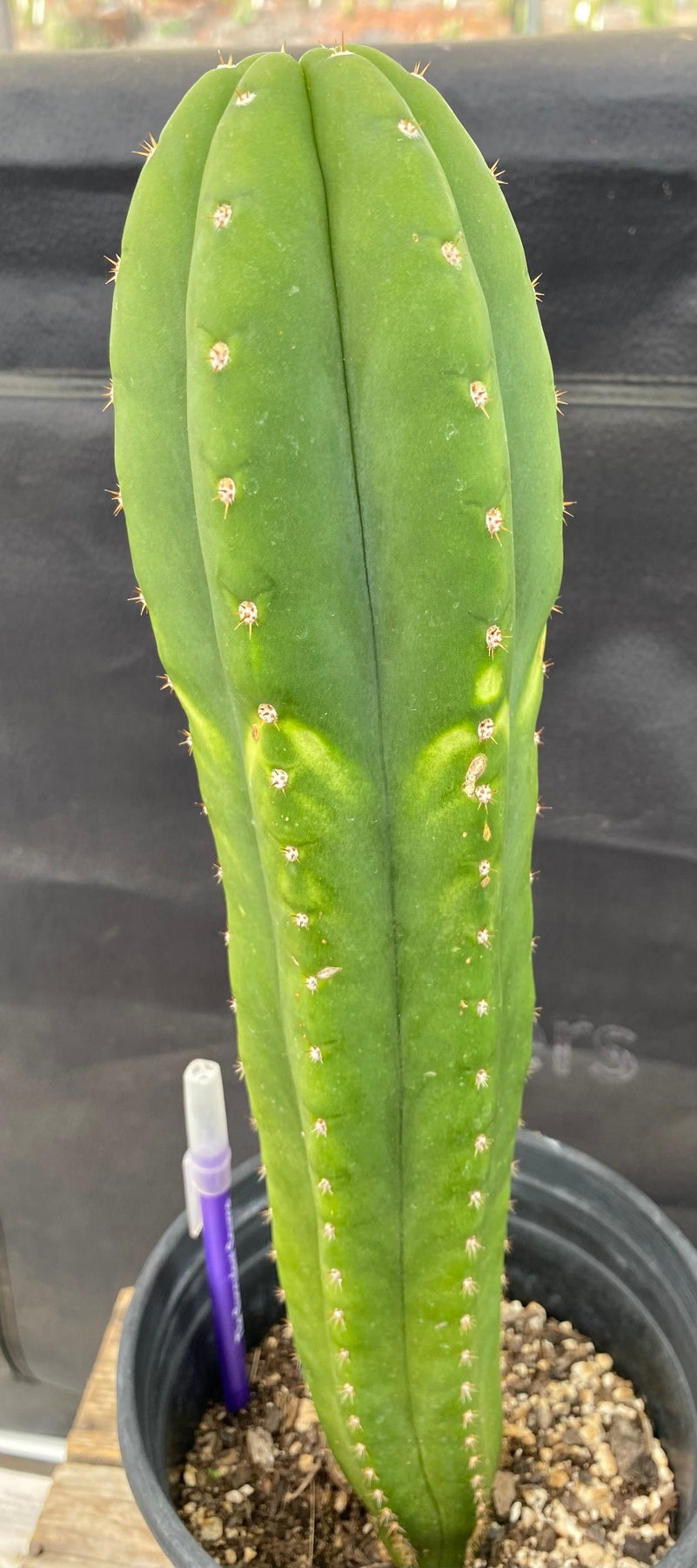 #EC286 EXACT Trichocereus Hybrid Malo4 X HZ Cactus 14.5"