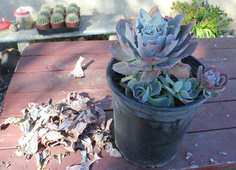 dead leaves succulent dying help