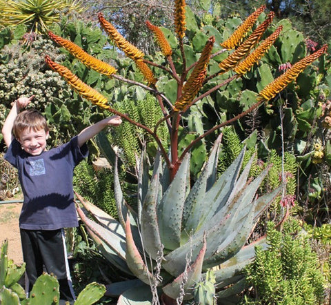 aloes-for-sale