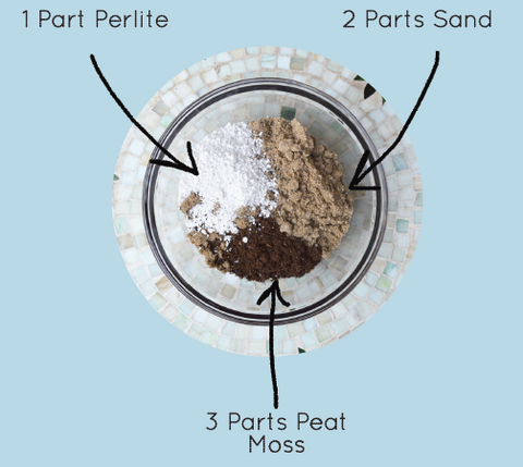 succulent soil diy