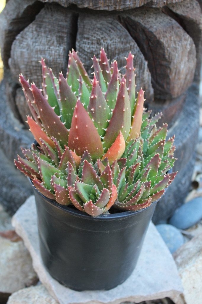 aloe with teeth