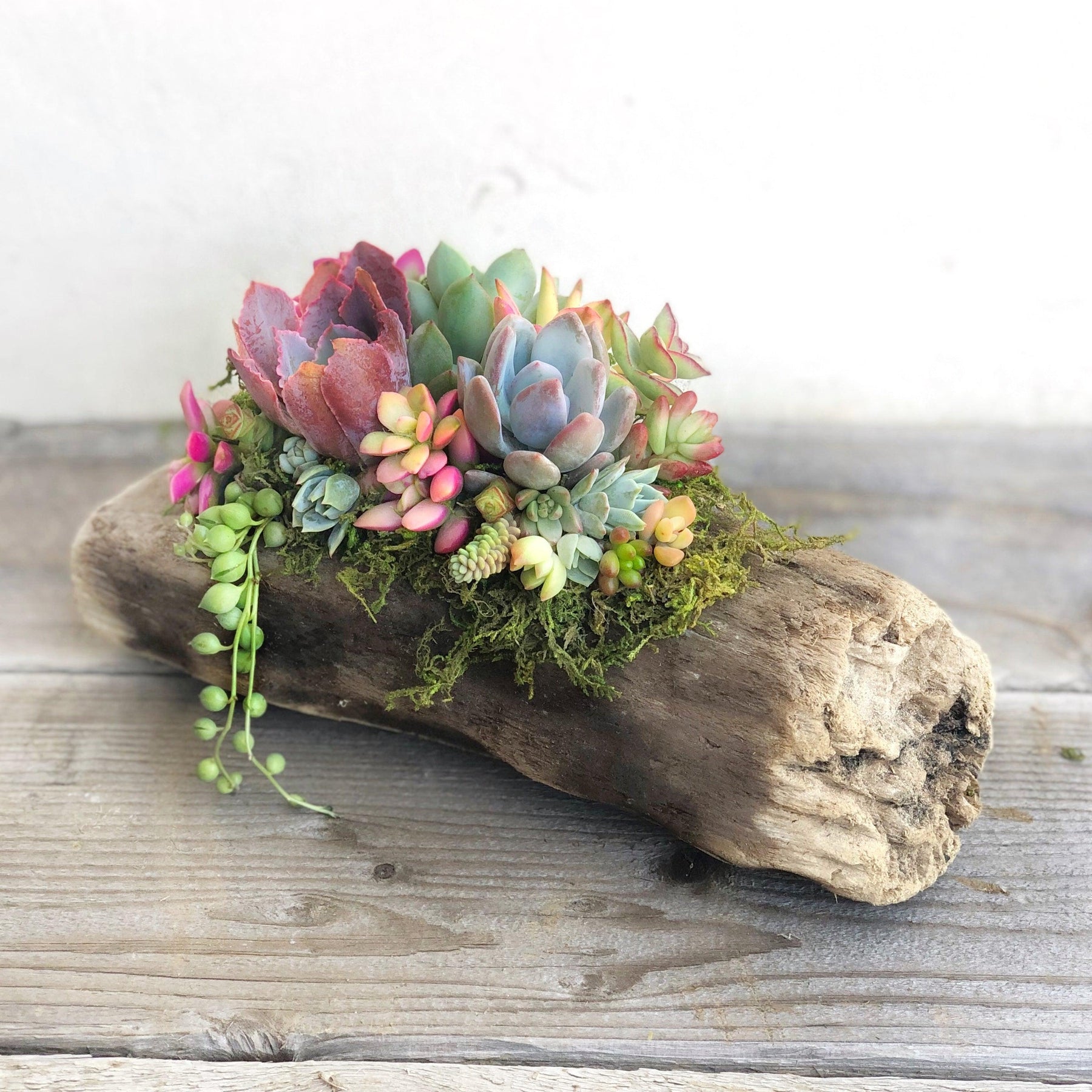 Natural Driftwood Planter - Wedding Succulent Favors for Sale Bulk ...