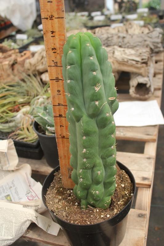 Trichocereus Assorted Potted Ornamental Cactus-Cactus - Large-The Succulent Source