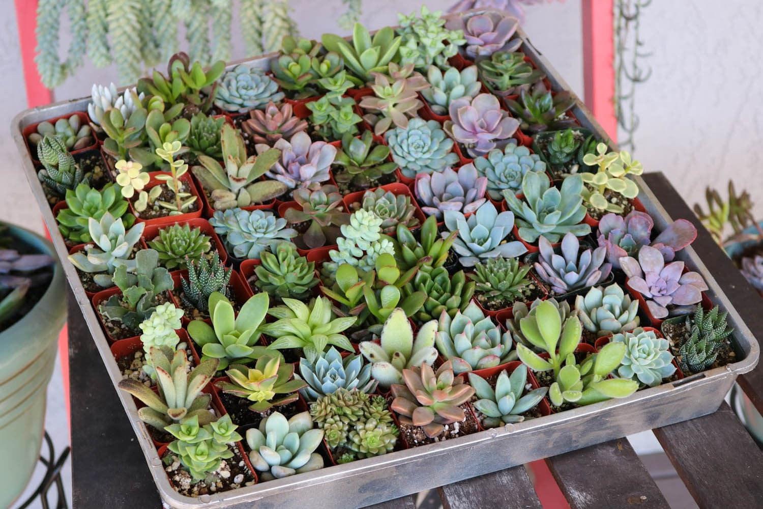 2 Assorted Succulent Succulents For Sale Bulk Succulent Wedding Favors