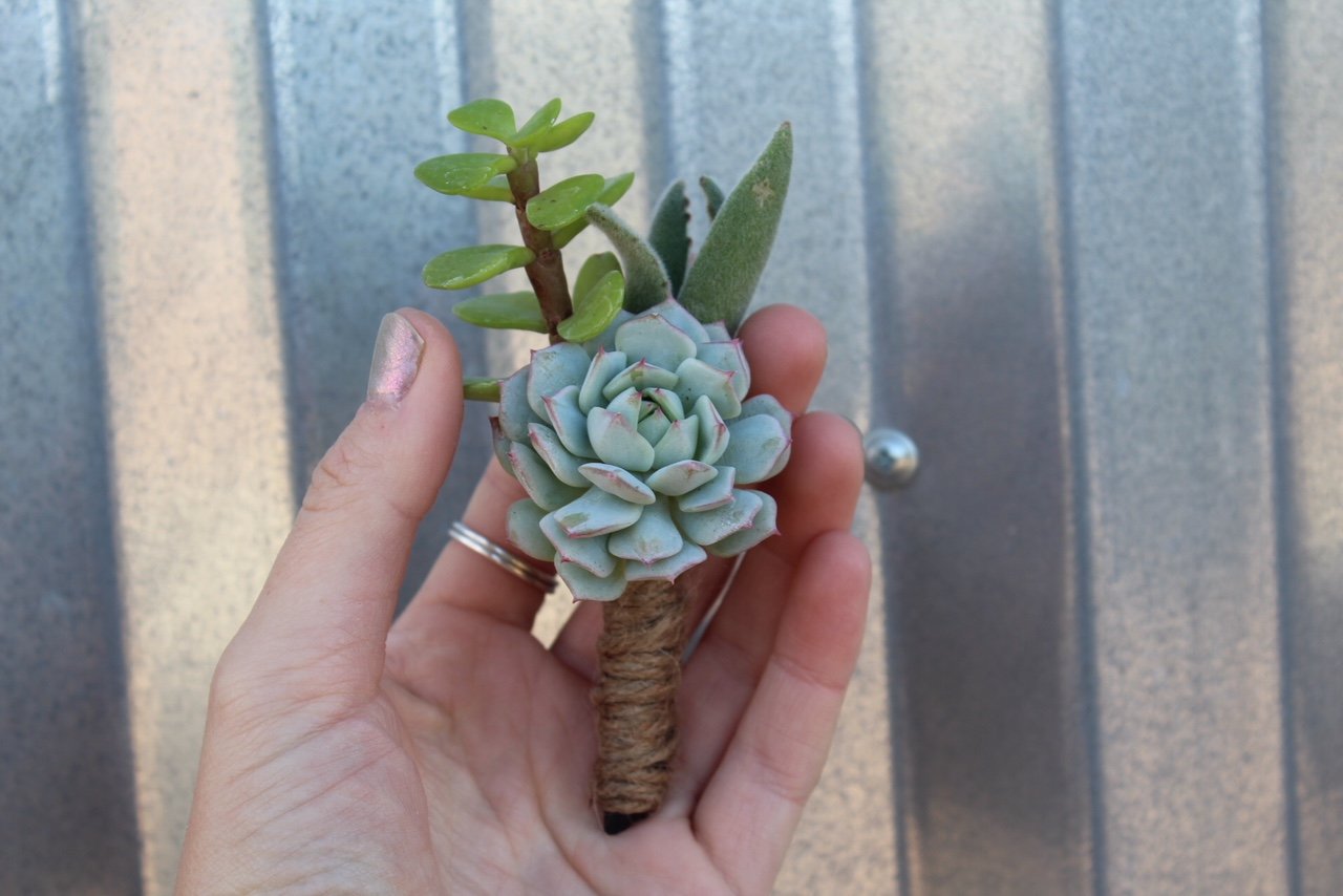 Succulent Boutonniere Wedding Succulent Favors For Sale Bulk