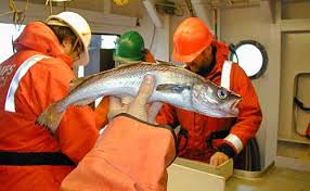pollock alaska fish good facts walleye alaskan fisheries noaa nutrition benefits health research