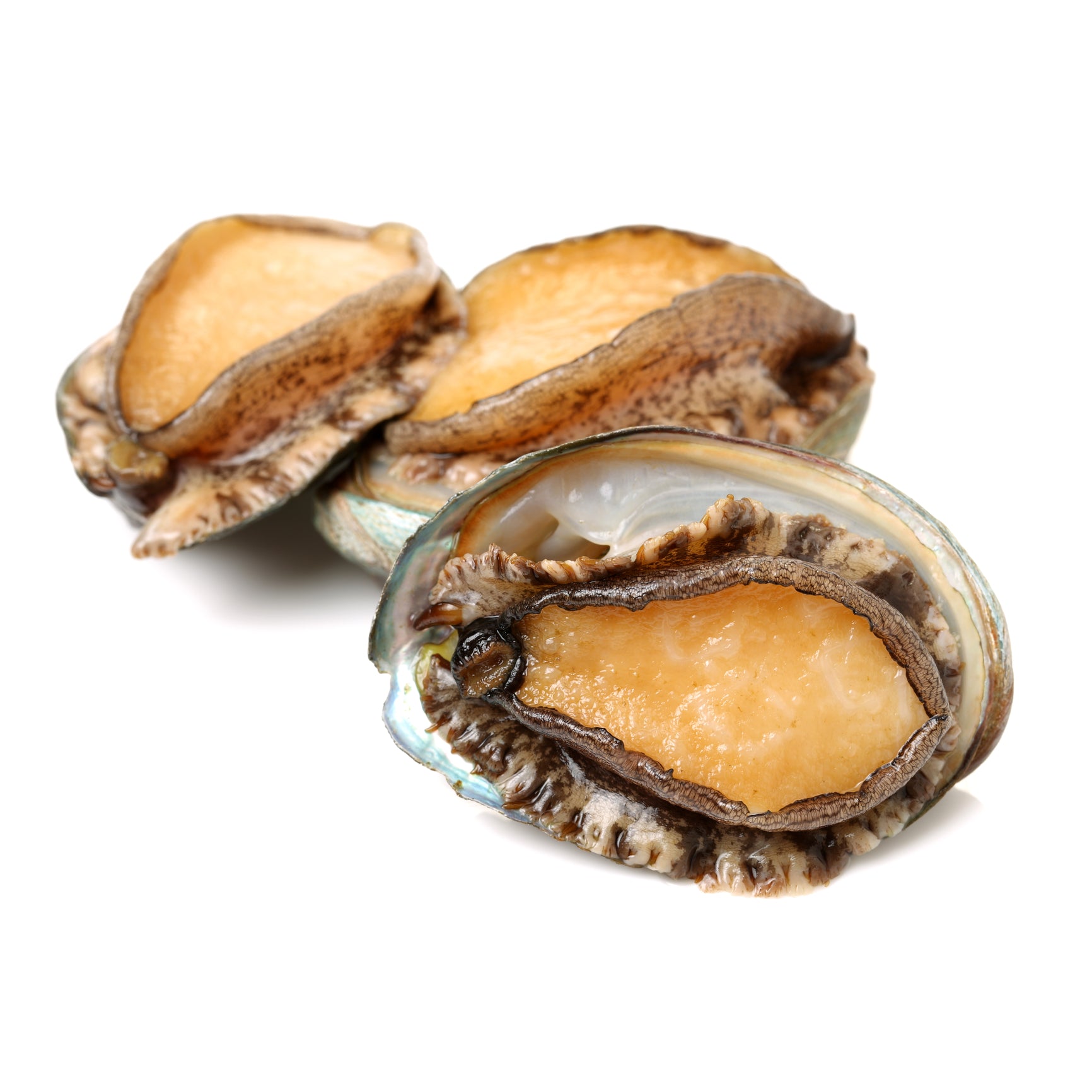 Premium Chilean Red Abalone - Sushi Grade