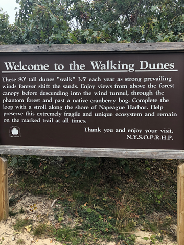 WALKING DUNES MONTAUK NAPEAGUE