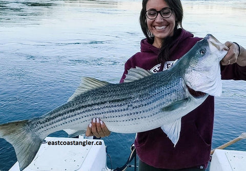 eastcoastangler striped bass striper canada saint john new brunswick saint john river reversing falls