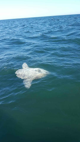 Acadian Redfish Bay of Fundy Saint John New Brunswick St George St Andrews Cruise Saltwater Fishing Guide Charter Ocean Sunfish