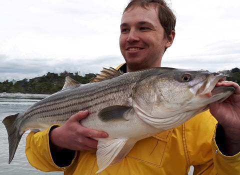 Eastcoastangler East Coast Angler Striped Bass Striper NB Saint John Canada Cruise Reversing Falls Saint John River Kennebecasis Bay of Fundy Sturgeon Bass Atlantic Canada Maritimes Fishing Charter Guide Charter Boat