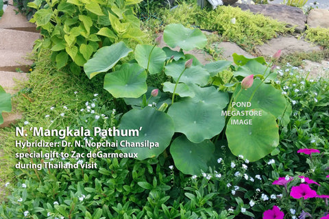 Lotus_Growing_Outside_A_Pond_In_A_Garden