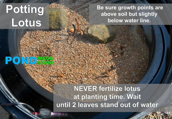 Planted Lotus Tubers in Container