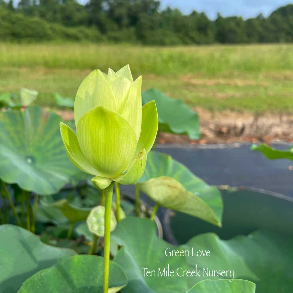 Green Love Lotus