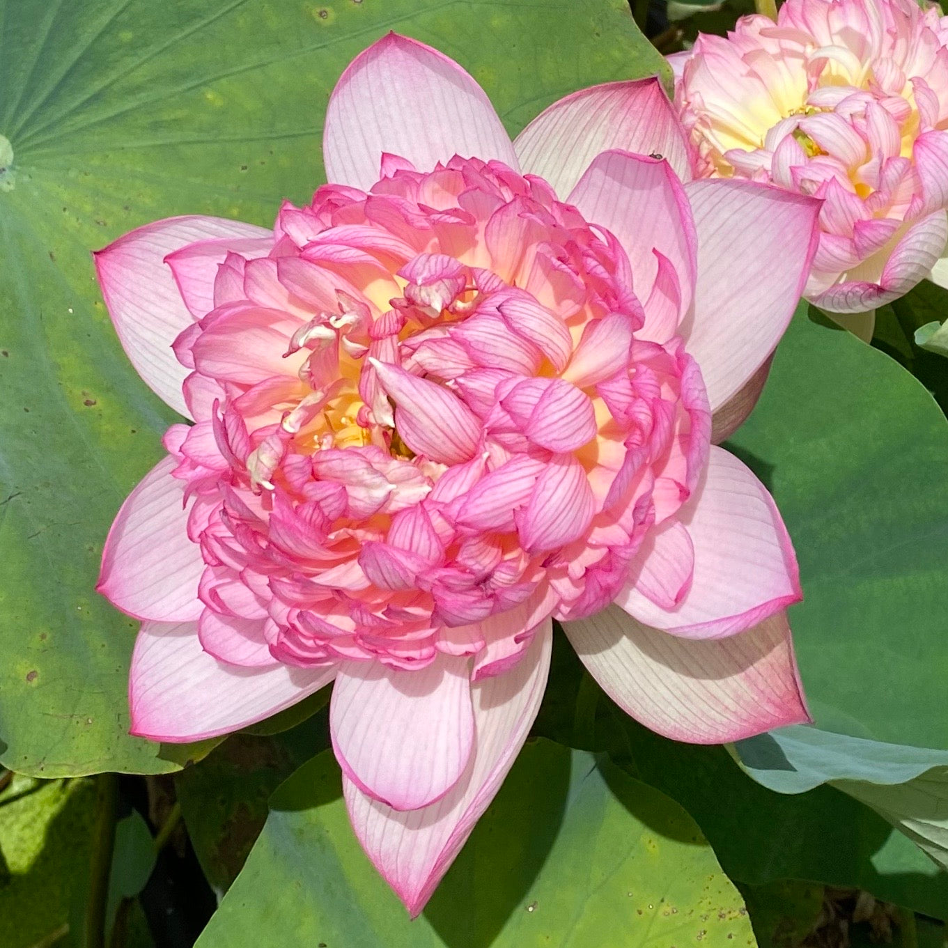 Prosperous Purple Lotus - PondLotus.com