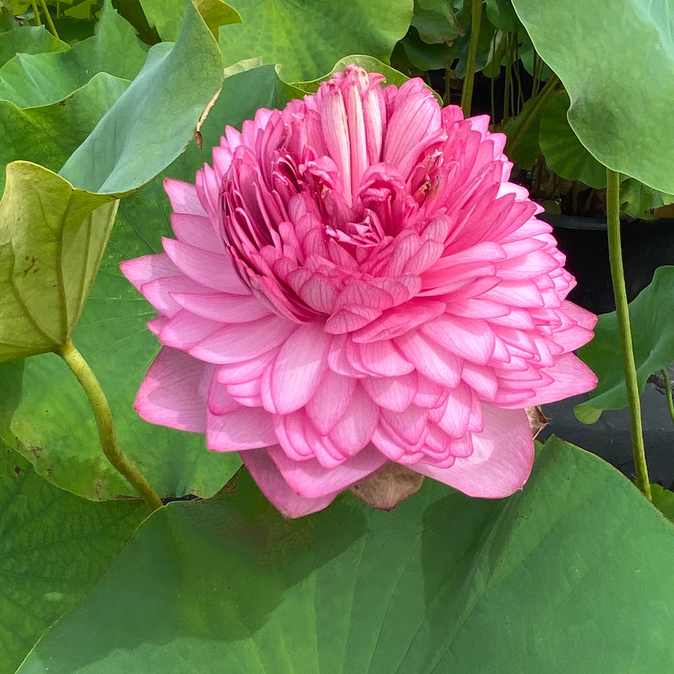 ultimate-1000-petal-lotus-order-early-pondlotus